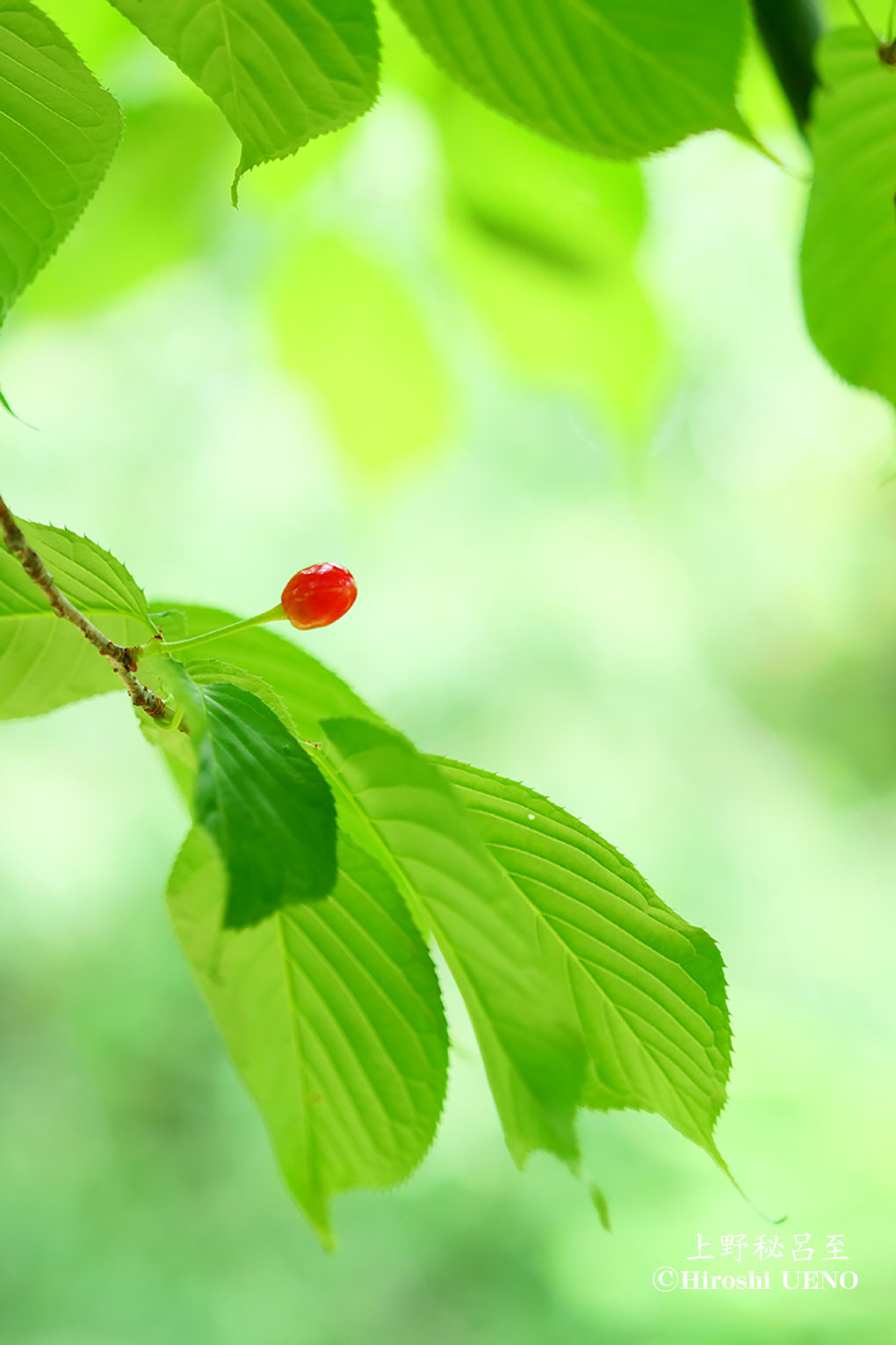 花ごころ