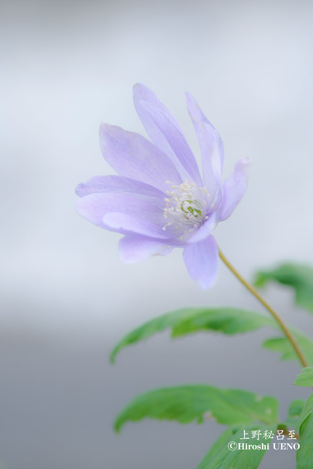 花ごころ